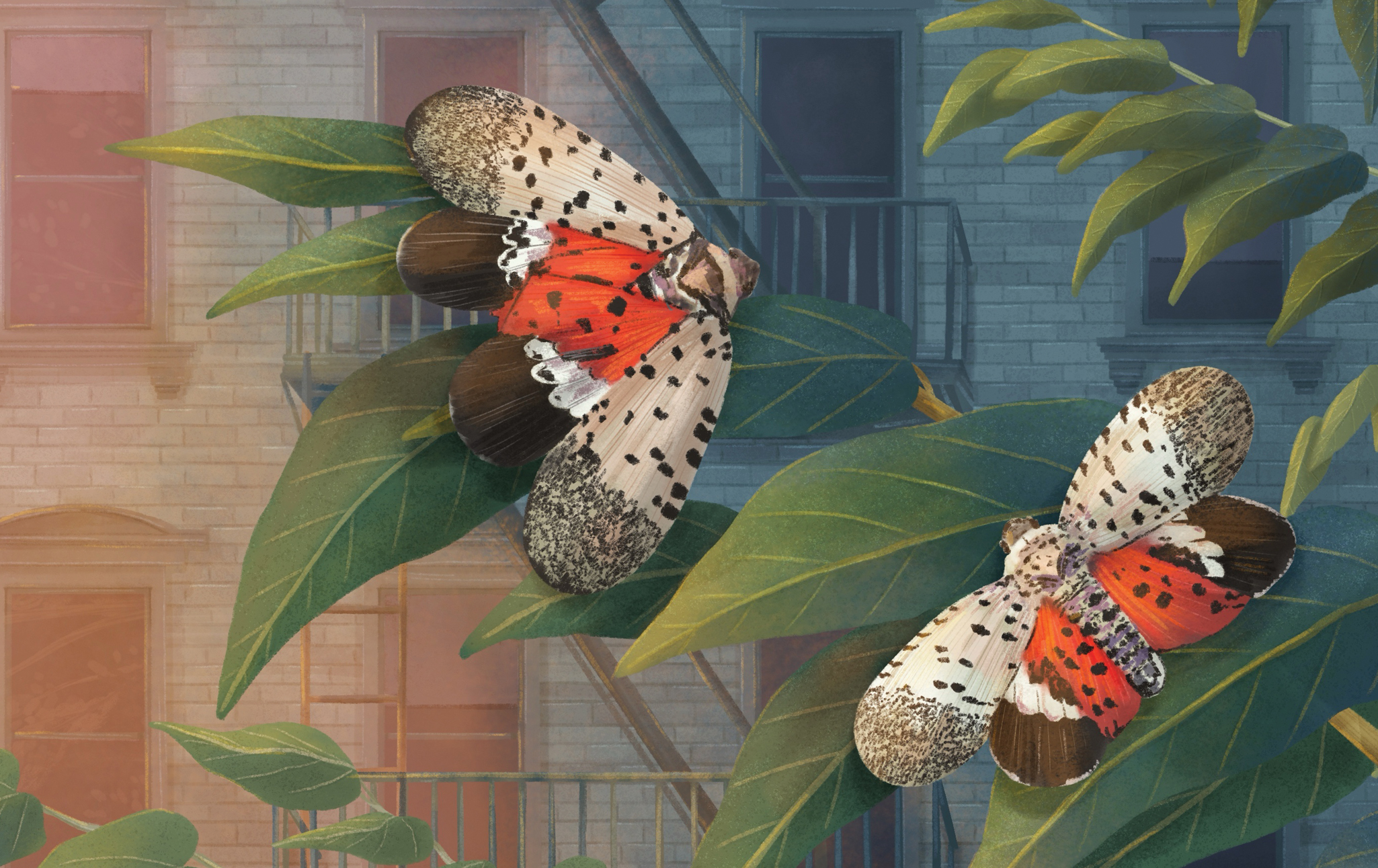 Did We Really Need to Squash All the Lanternflies?