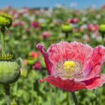 Neurodiversity – The Opium of the People