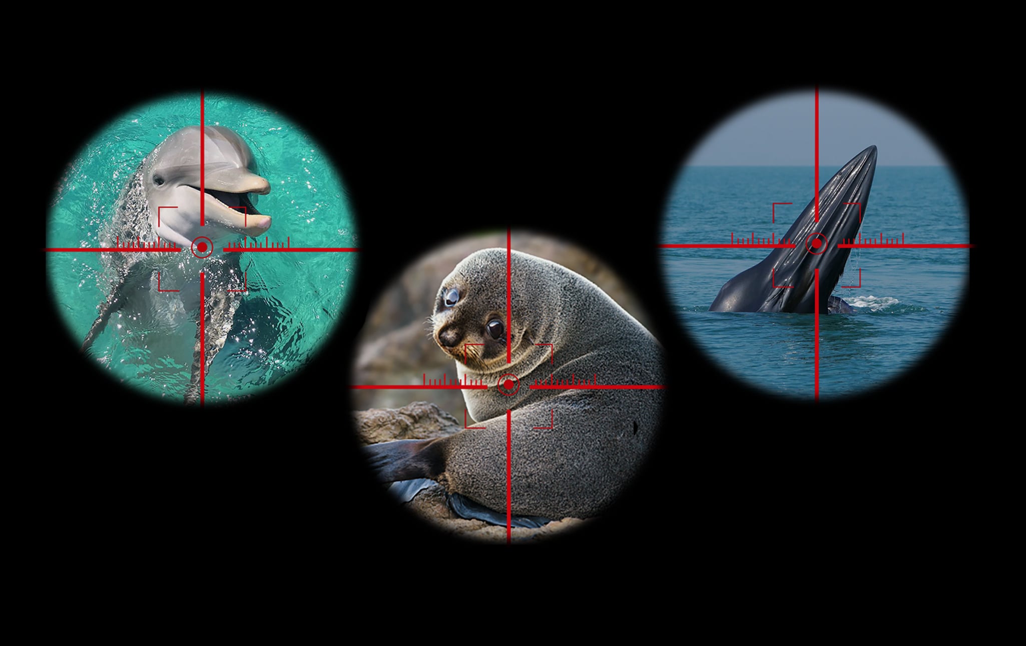 The Bipartisan War on Marine Mammals