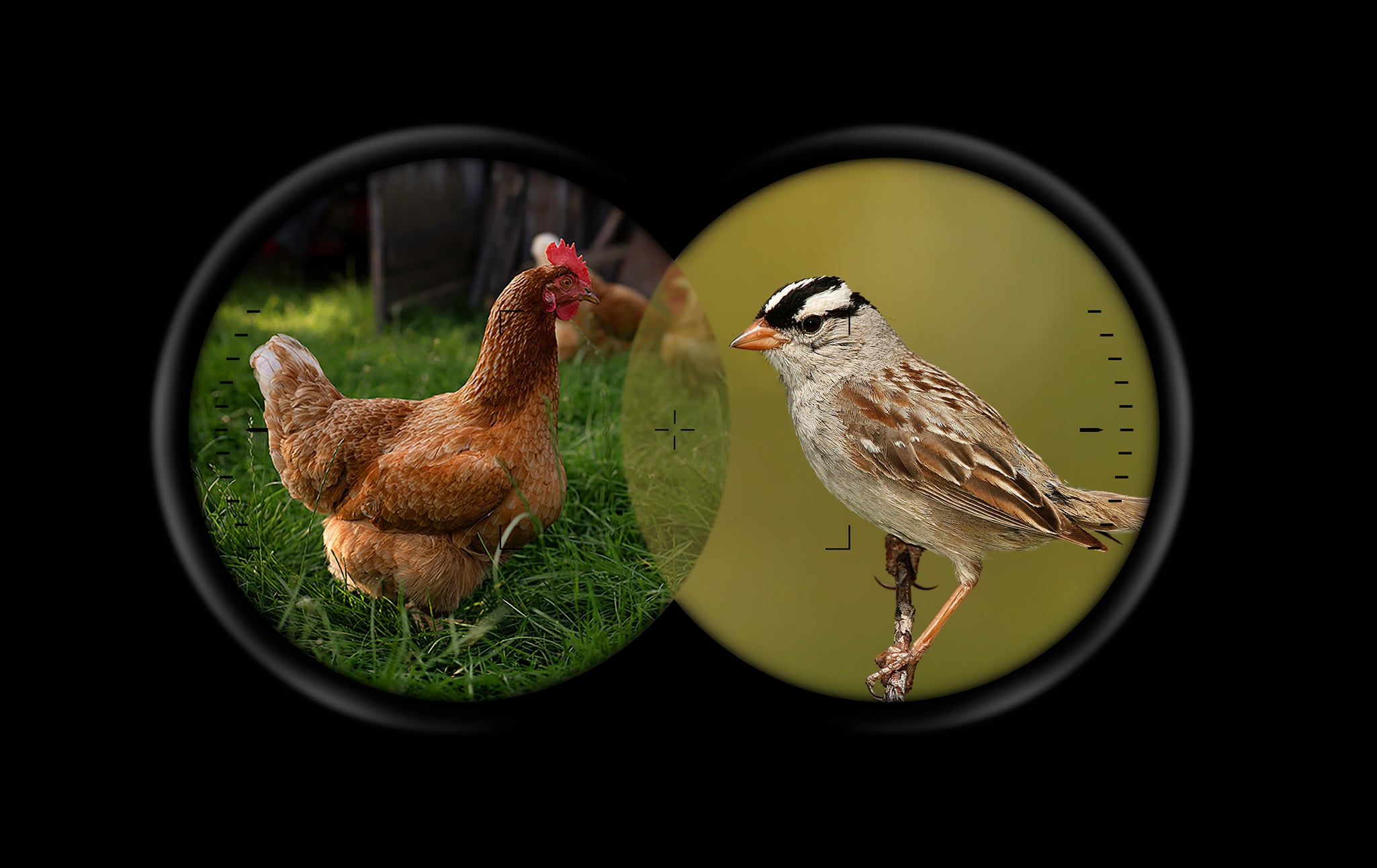 Why Do We Love Birds, But Slaughter Chickens?