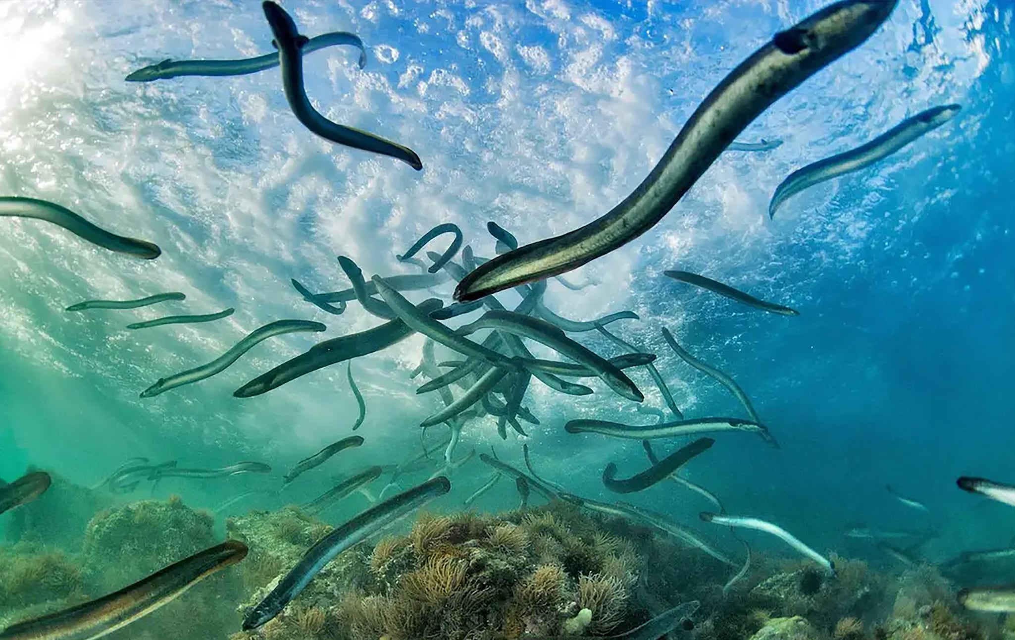 Eel Smuggling Is The Organized Crime Racket You’ve Never Heard Of