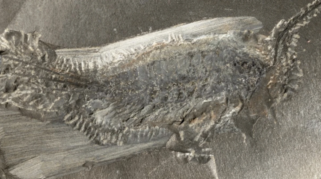 The fossil has telltale signs of its life in water before moving to land