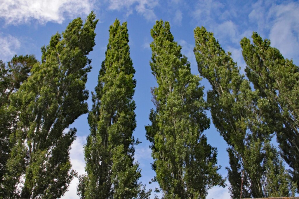 Trees are pumping tension wood not iron