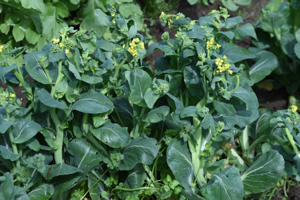 Japanese mustard spinach (komatsuna) was one of the crops grown using plastic waste fertilizer, as part of the study