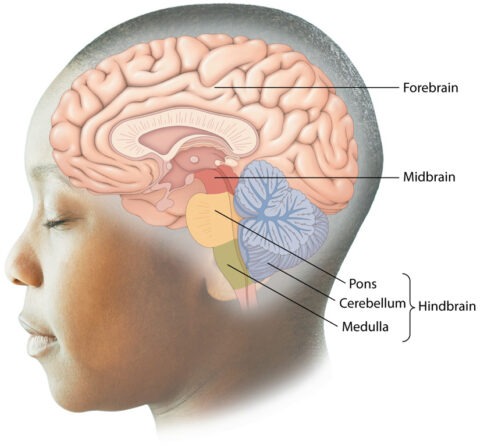 Side profile of a child’s head with a labeled diagram of the brain, showing the forebrain, midbrain, and hindbrain, including the pons, cerebellum, and medulla.