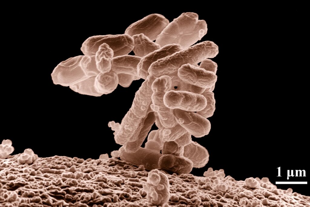 The material thoroughly neutralized harmful E. coli bacteria within 60 minutes of exposure to visible white light