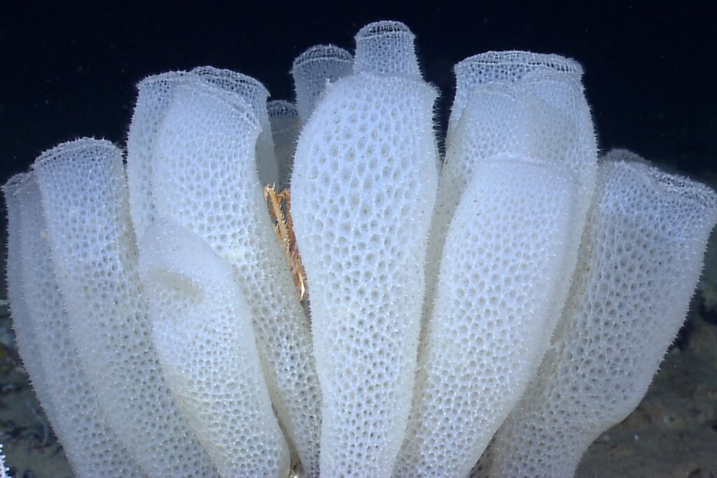 A group of Venus flower basket glass sponges (Euplectella aspergillum) photographed in the Gulf of Mexico