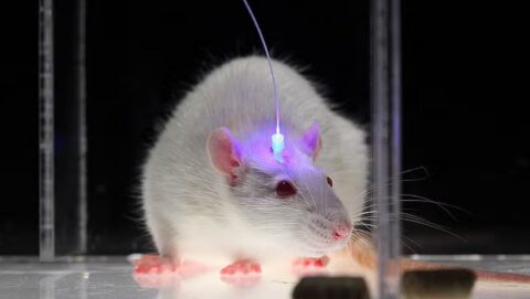 A white laboratory rat with an illuminated fiber optic implant on its head.